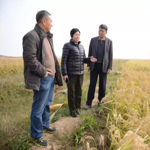 致富鱼鸭混养，探究最佳鱼类组合
