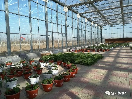 饶阳致富项目多样，助您开启财富之门