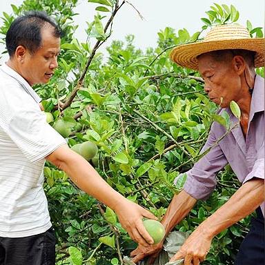 农村发展，农民致富靠什么？深度解析与实例探究