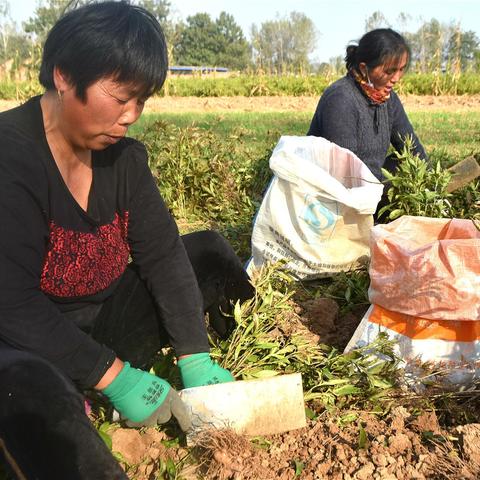农村致富秘诀大揭秘，成功案例与实用策略分享