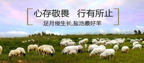 羊小咩便荔卡套，揭秘这款热门接单平台的魅力与实操技巧