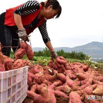 发展什么产业才能致富？让我们聊聊那些能赚钱的好项目