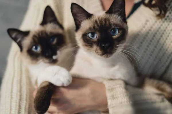 养猫致富，探索最适合赚钱的名贵猫品种