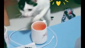 羊小咩便荔卡套，揭秘这款神奇产品的五大亮点