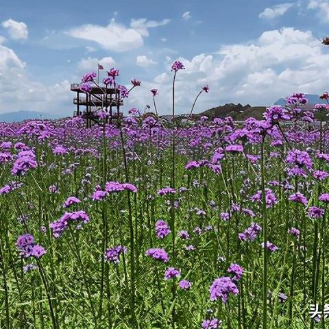 赣州套出来羊小咩享花卡，畅游赣州的花海世界！