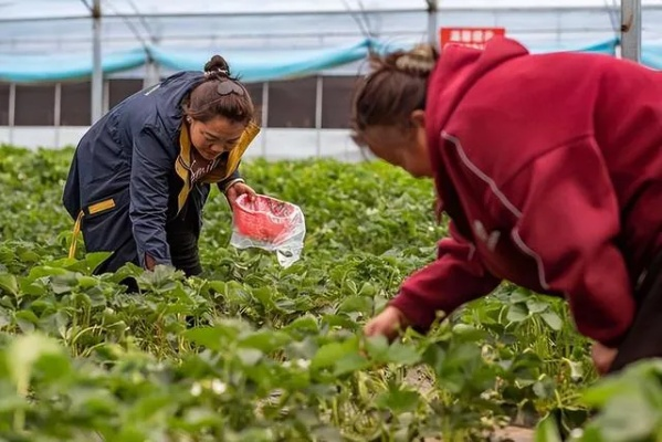 农民增收的多元化致富渠道探索
