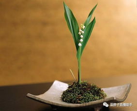 蜘蛛兰家居品牌，缔造舒适生活的艺术