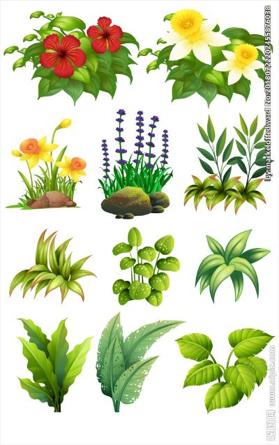 明年种植哪种花草能赚钱？看我一一揭秘！