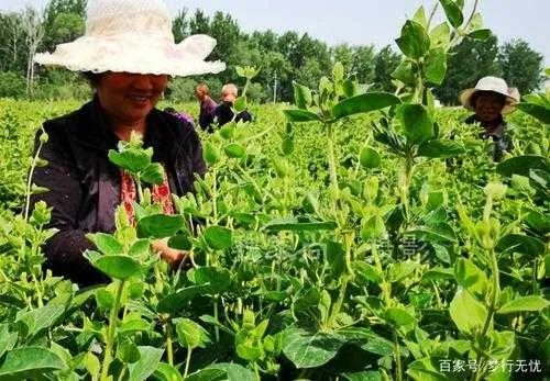 农村种植致富之路，多样作物带来美好未来