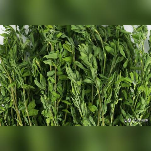 澳洲做什么行业入门最赚钱