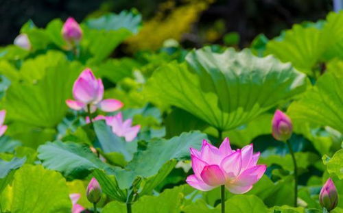 种植睡莲致富秘诀详解，从入门到精通的全方位指南