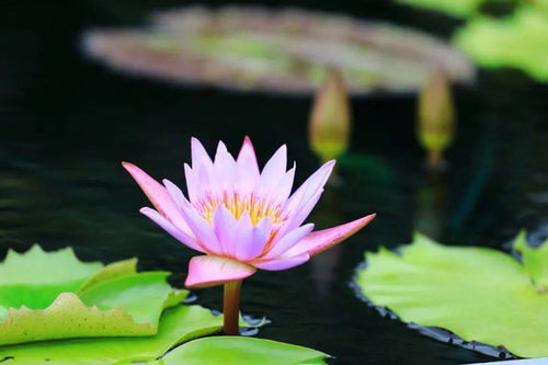 种植睡莲致富秘诀详解，从入门到精通的全方位指南