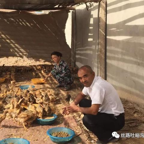 庭院致富新项目大揭秘，探索新时代下的庭院经济新模式