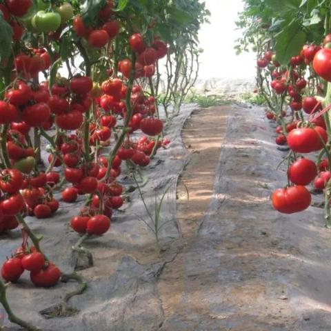 农村种什么蔬菜能致富？详解种植热门与策略