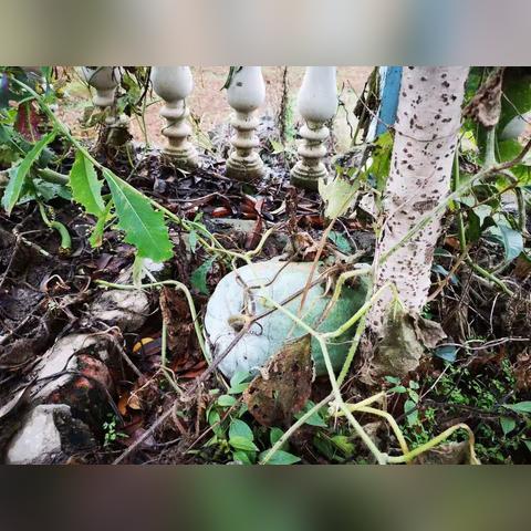 农村种什么蔬菜能致富？详解种植热门与策略