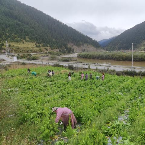 农村种什么蔬菜能致富？详解种植热门与策略