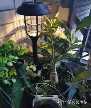 太阳能户外灯品牌概览