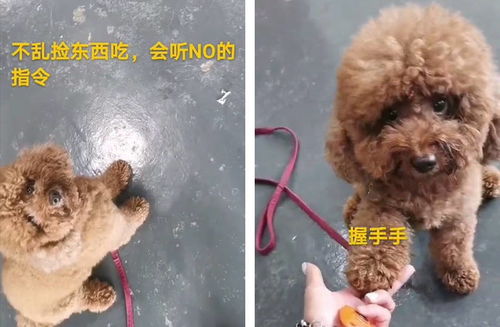 羊小咩便荔卡套出来后果大揭秘！