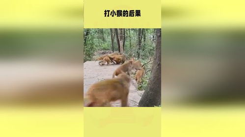 羊小咩便荔卡套出来后果，揭秘那些意想不到的后果！