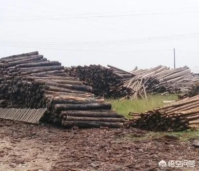 木什么致富路，探索木材行业的财富之路与成功案例
