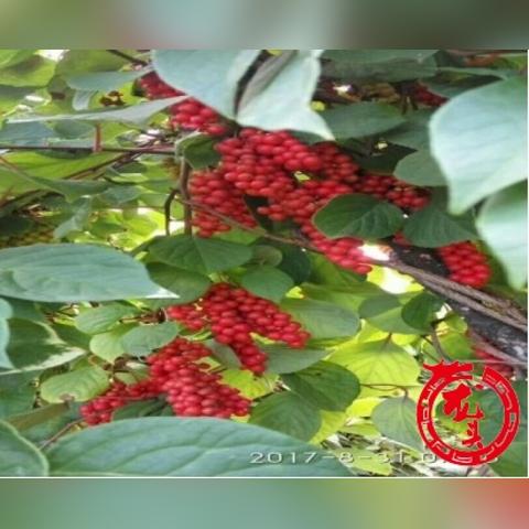河北种植什么药材致富快？探究与实例分析