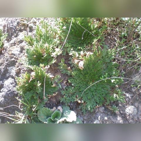 河北种植什么药材致富快？探究与实例分析