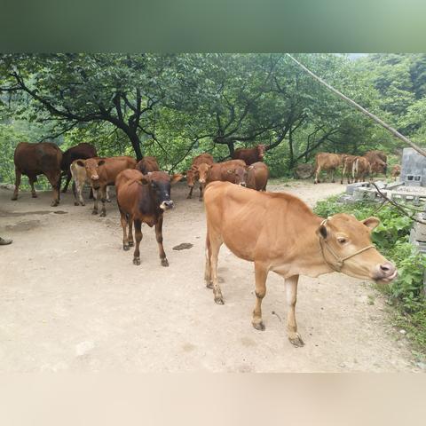 江西领头牛加盟费用全解析，了解加盟收费，轻松开启事业之旅