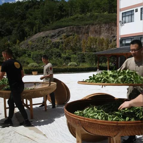 陕西岩茶加盟合作店全攻略，如何轻松开启事业新篇章
