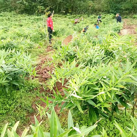 云南种植什么最能致富？深度解析热门种植项目与成功案例