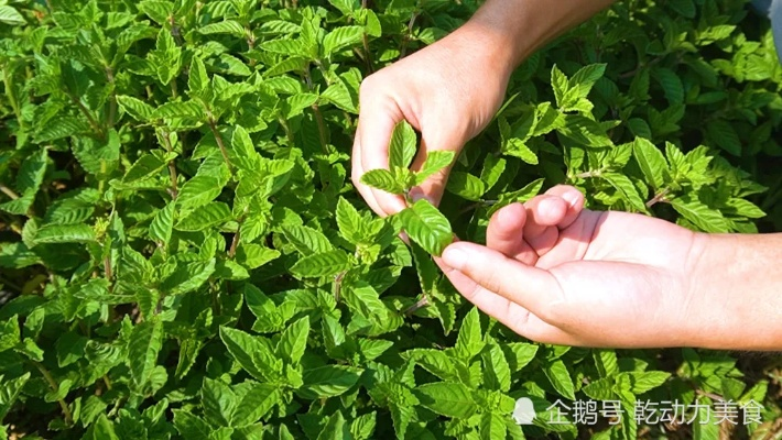 仙草林中的致富之道，探寻草药产业的无限商机