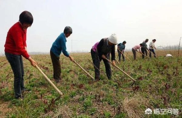 种地致富的步骤与关键要素解析