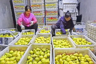 水果商店做什么水果最赚钱？看我一一揭秘！