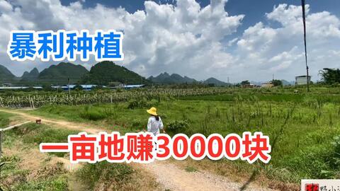两亩地种什么能致富？看我一一揭秘