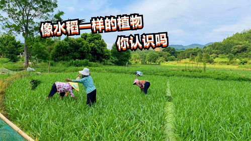 两亩地种什么能致富？看我一一揭秘