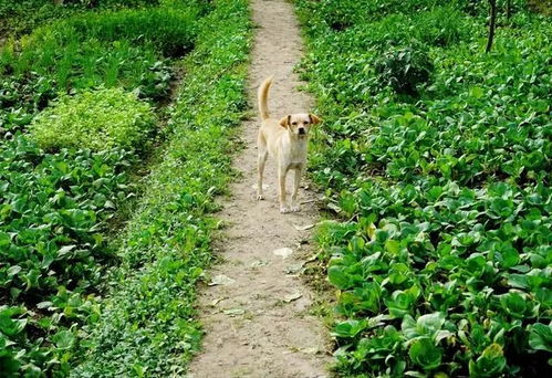 农村种菜发家致富的秘诀与案例解析