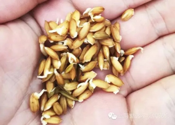 什么种子最致富呢？看我一一揭秘！
