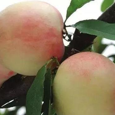 深圳永嘉水果加盟代理全攻略