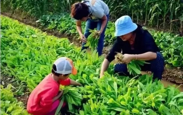 草药种植致富之路，探索与案例分析