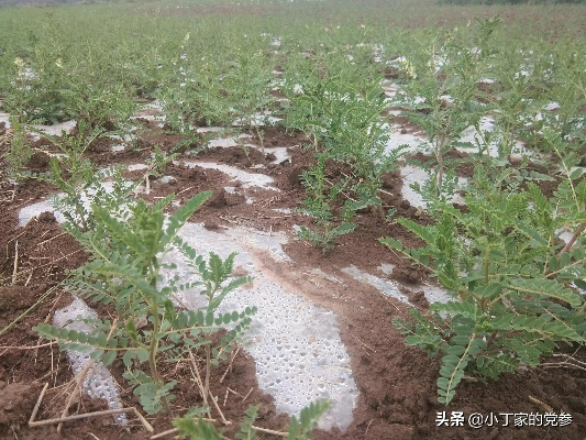 草药种植致富之路，探索与案例分析