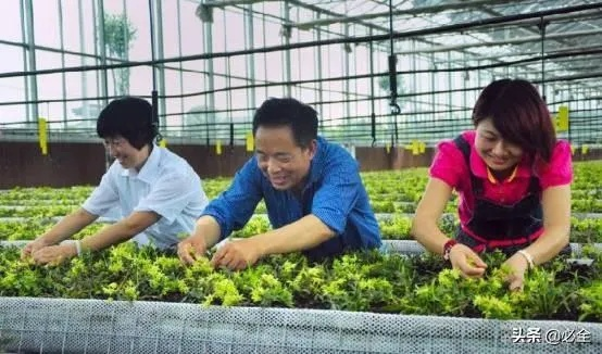 草药种植致富之路，探索与案例分析