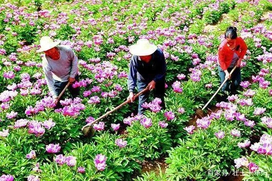 草药种植致富之路，探索与案例分析