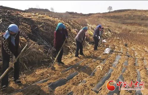 东北种植什么药材致富之路