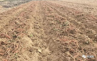 东北种植什么药材致富之路
