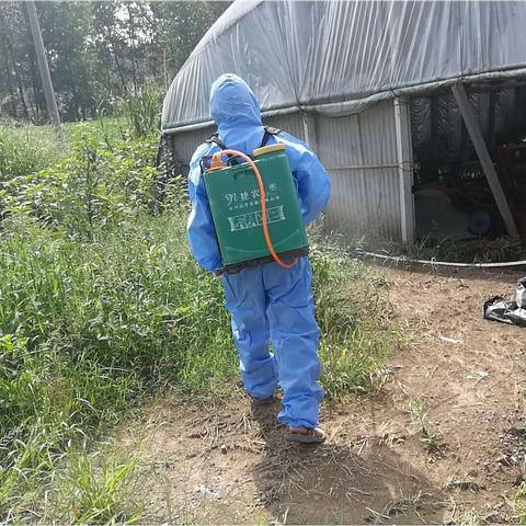 非洲创业养猪项目名称全解析，那些值得关注的养猪项目与案例
