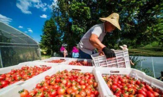 福建农民做什么生意好赚钱？且看这些成功案例与实用建议