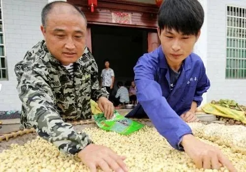 福建农民做什么生意好赚钱？且看这些成功案例与实用建议