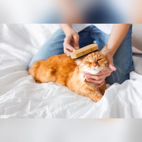 全球宠物医药品牌排名与案例解析