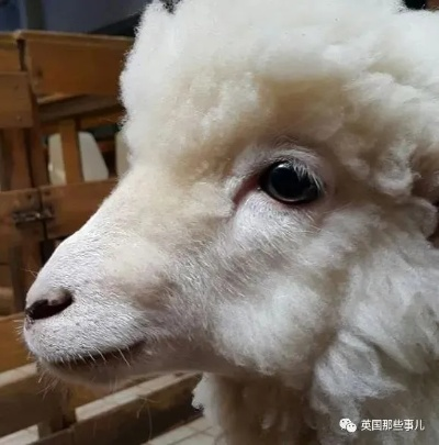羊小咩便荔卡套出来白点现，揭秘信用卡套现背后的风险与应对