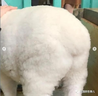 羊小咩便荔卡套出来白点现，揭秘信用卡套现背后的风险与应对