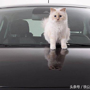 汽车品牌与化妆品品牌的对比分析